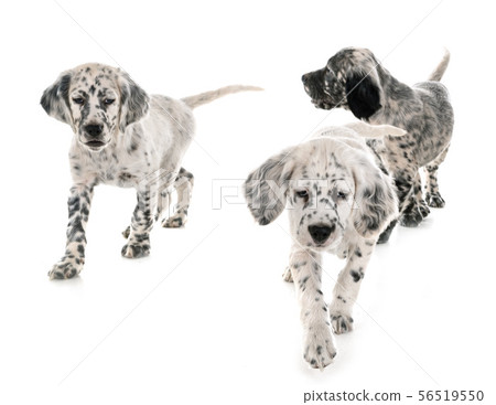 puppy english setter puppy english setter 56519550