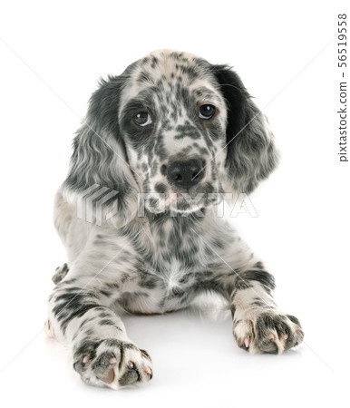 puppy english setter puppy english setter 56519558
