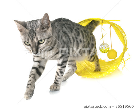 bengal cat in studio bengal cat in studio 56519560