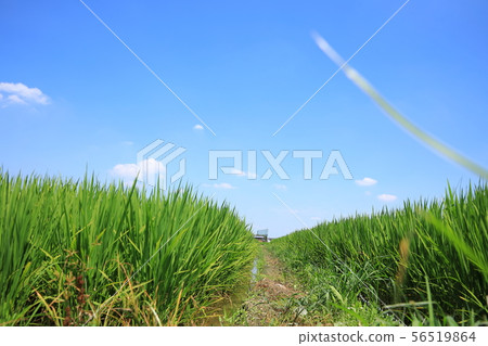 米領域和農場馬路 米領域和農場馬路 56519864