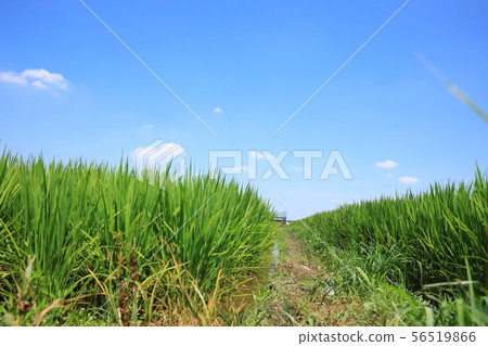 米領域和農場馬路 米領域和農場馬路 56519866
