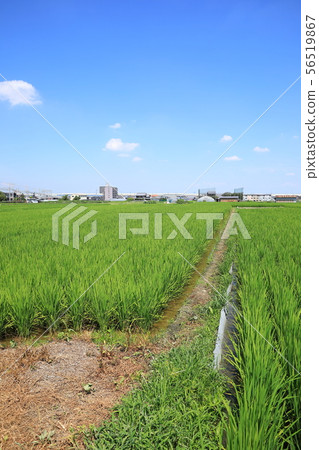 米領域和農場馬路 米領域和農場馬路 56519867