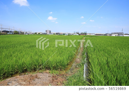 米領域和農場馬路 米領域和農場馬路 56519869
