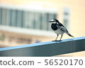 Great tit waiting for train at station 56520170