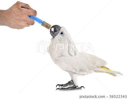 White cockatoo eating White cockatoo eating 56522343