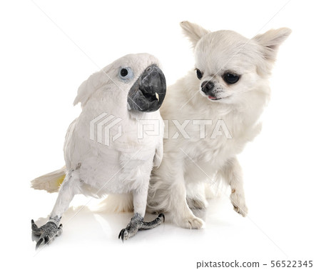 White cockatoo and chihuahua White cockatoo and chihuahua 56522345