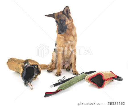 german shepherd in studio 56522362