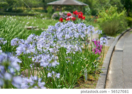 Agapanthus Flowerbed Agapanthus Flowerbed 56527081