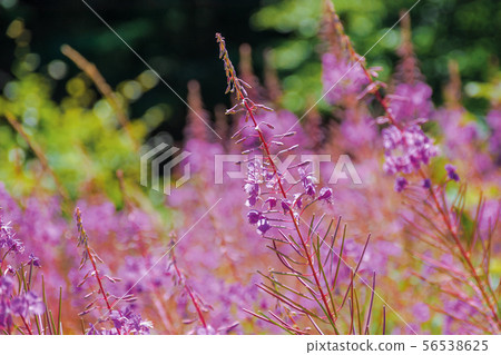 willow herb purple flowers closeup 56538625