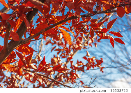 reddish brown foliage of a beech tree 56538733