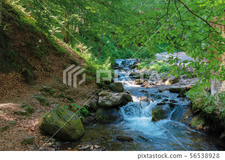 brook among the rock in summer forest brook among the rock in summer forest 56538928