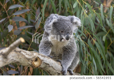Koala child (baby) 56541955