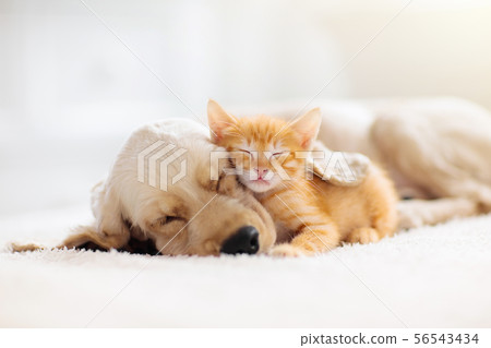 Cat and dog sleeping. Puppy and kitten sleep. Cat and dog sleeping. Puppy and kitten sleep. 56543434