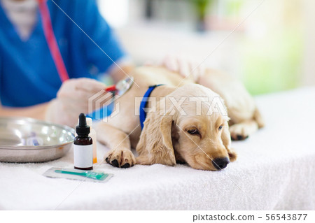 Vet examining dog. Puppy at veterinarian doctor. Vet examining dog. Puppy at veterinarian doctor. 56543877