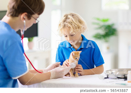 Vet with cat. Kitten at veterinarian doctor. Vet with cat. Kitten at veterinarian doctor. 56543887