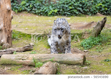 在多摩動物園的雪豹 56543890