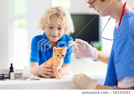Vet with cat. Kitten at veterinarian doctor. Vet with cat. Kitten at veterinarian doctor. 56543891