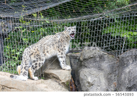 在多摩動物園的雪豹 在多摩動物園的雪豹 56543893