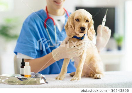 Vet examining dog. Puppy at veterinarian doctor. 56543896