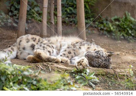 Snow Leopard at Tama Zoo Snow Leopard at Tama Zoo 56543914