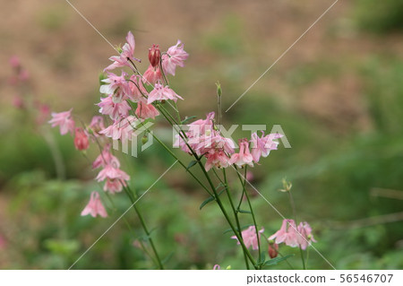 flowers Aquilegia vulgaris close to flowers Aquilegia vulgaris close to 56546707