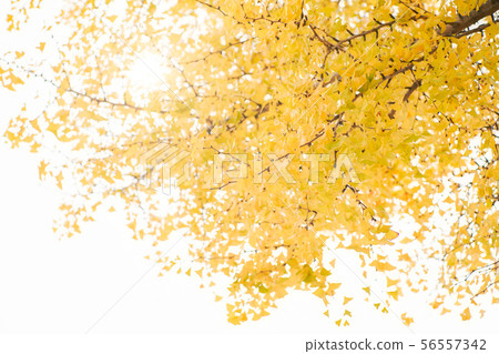 Backlighting Ginkgo 56557342