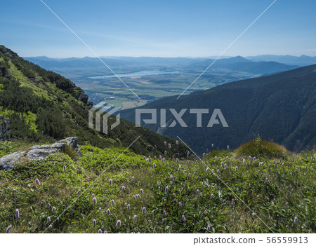 view on valley of Liptovsky Mikulas with liptovska mara lake from meadow with blooming pink Plantago 56559913
