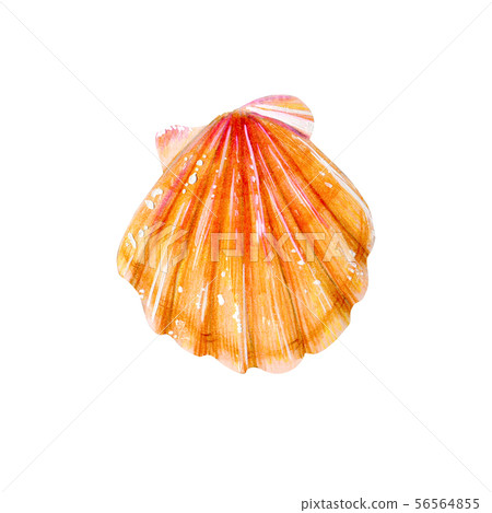 Yellow sea shell scallop. 56564855