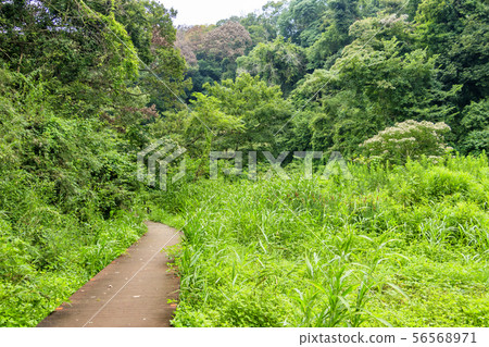 Forest (summer) Forest (summer) 56568971