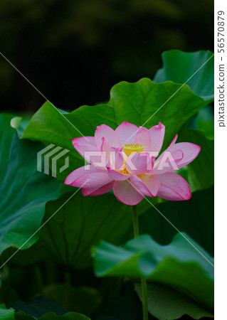 Shinobazu Pond的蓮花和水滴 56570879