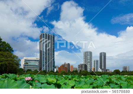 Lotus flower and blue sky from Shinobazu Pond after rain Lotus flower and blue sky from Shinobazu Pond after rain 56570880