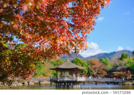 Ukimido和秋葉 56571086