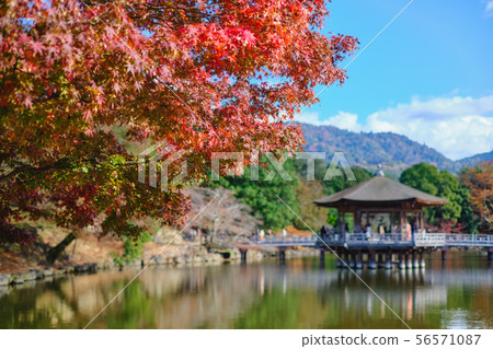 Ukimido和秋葉 56571087