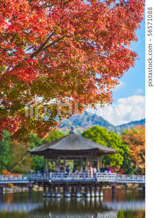 Ukimido和秋葉 56571088