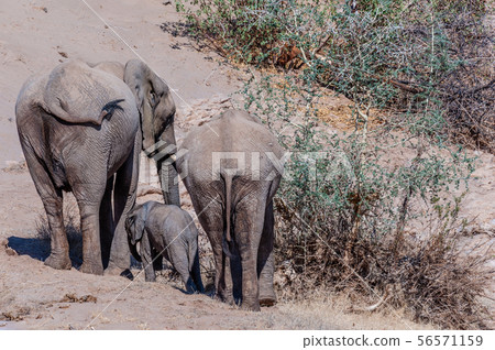 Desert Elephant along the Hanoab River Desert Elephant along the Hanoab River 56571159