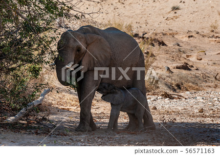 Desert Elephant along the Hanoab River 56571163