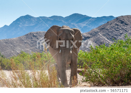 Desert Elephant along the Hanoab River 56571171