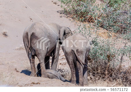 Desert Elephant along the Hanoab River 56571172