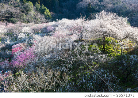 Takao Plum Town Kinoshita Plum Forest (Hachioji City, Tokyo) March 2019 56571375