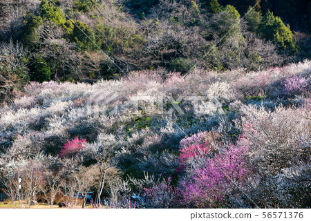 Takao Plum Town Kinoshita Plum Forest (Hachioji City, Tokyo) March 2019 56571376