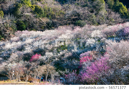 Takao Plum Town Kinoshita Plum Forest (Hachioji City, Tokyo) March 2019 56571377