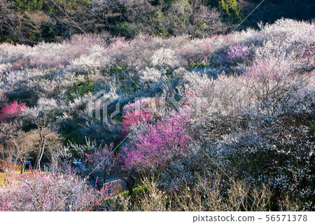 Takao Plum Town Kinoshita Plum Forest (Hachioji City, Tokyo) March 2019 56571378