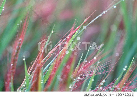 Red rice Red rice 56571538