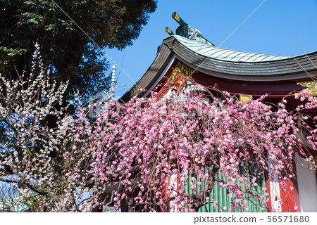 龜戶天神神社盛開的垂枝梅和人造神社(東京都江東區)2019年2月 龜戶天神神社盛開的垂枝梅和人造神社(東京都江東區)2019年2月 56571680