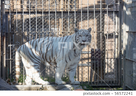 White Tiger White Tiger 56572241