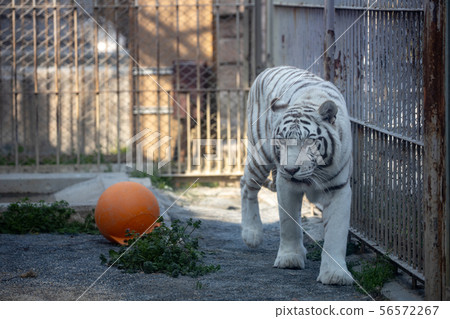 White Tiger White Tiger 56572267