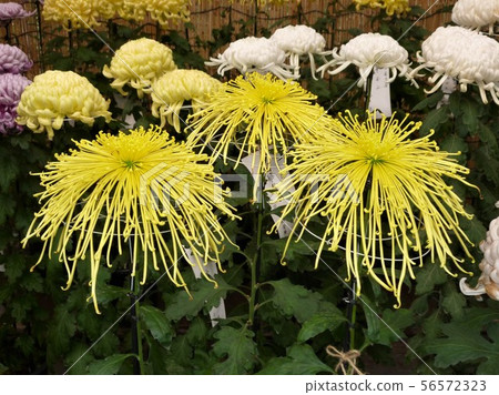 Meiji Shrine chrysanthemum exhibition 56572323