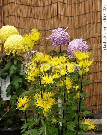 明治神宮菊花展 56572325