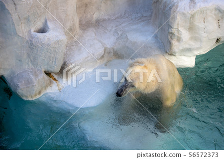 北極熊 北極熊 56572373