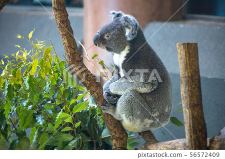 Koala 56572409